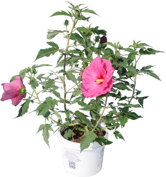 Hibiscus til haven i 5 l potte