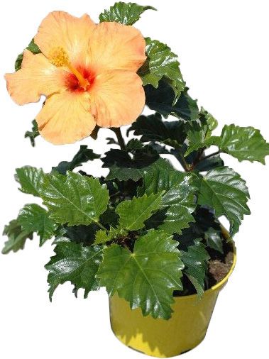 Hibiscus i potte 15 cm