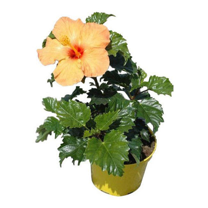Hibiscus i potte 15 cm