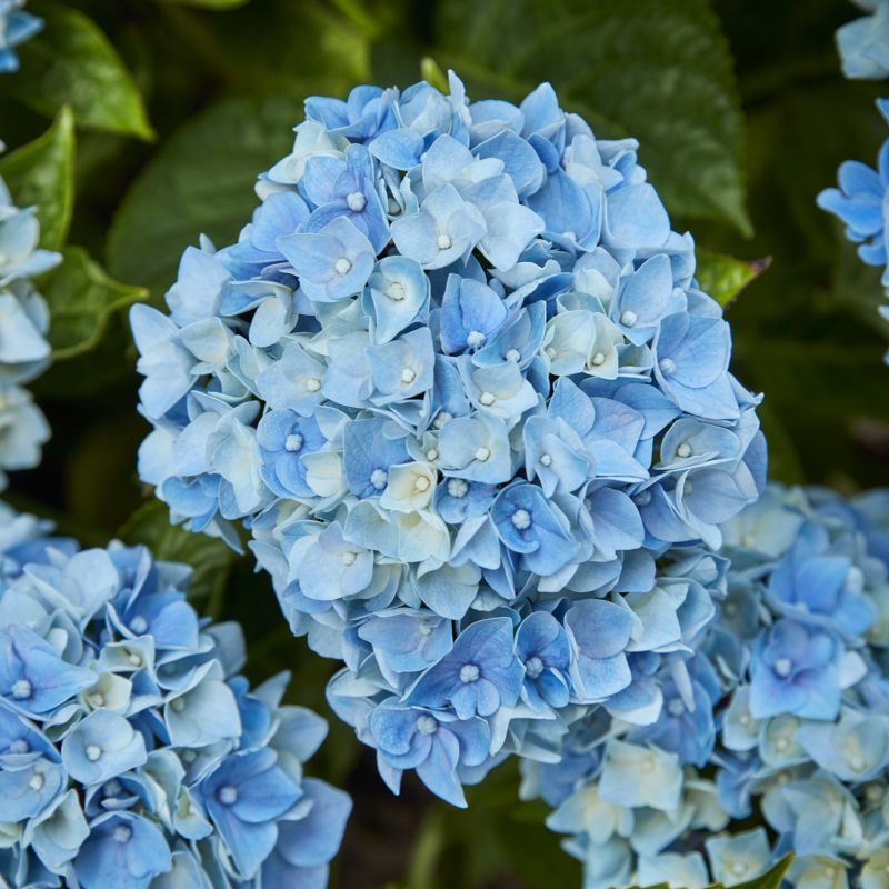 Hydrangea Blue Teller GoodHome 5 l