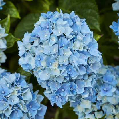 Hydrangea Blue Teller GoodHome 5 l