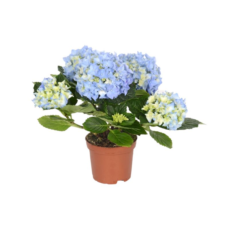 Hydrangea Blue Teller GoodHome 5 l