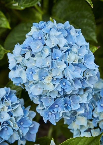 Hydrangea Blue Teller GoodHome 5 l