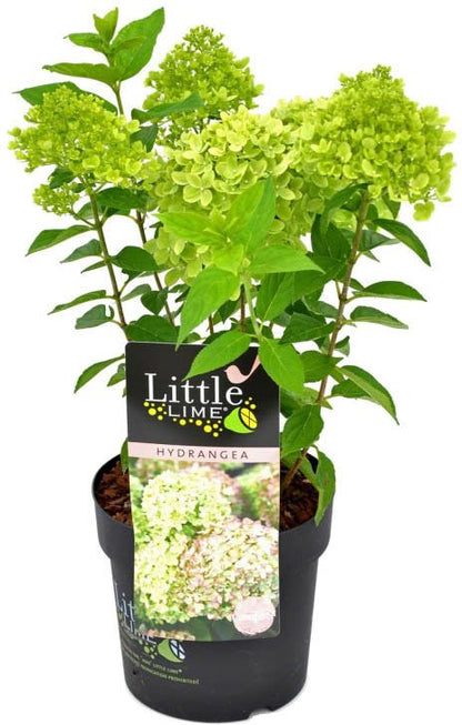 Bukethortensia Little Limelight Verve 5 l