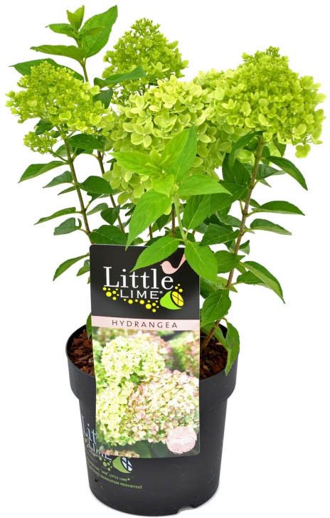 Bukethortensia Little Limelight Verve 5 l