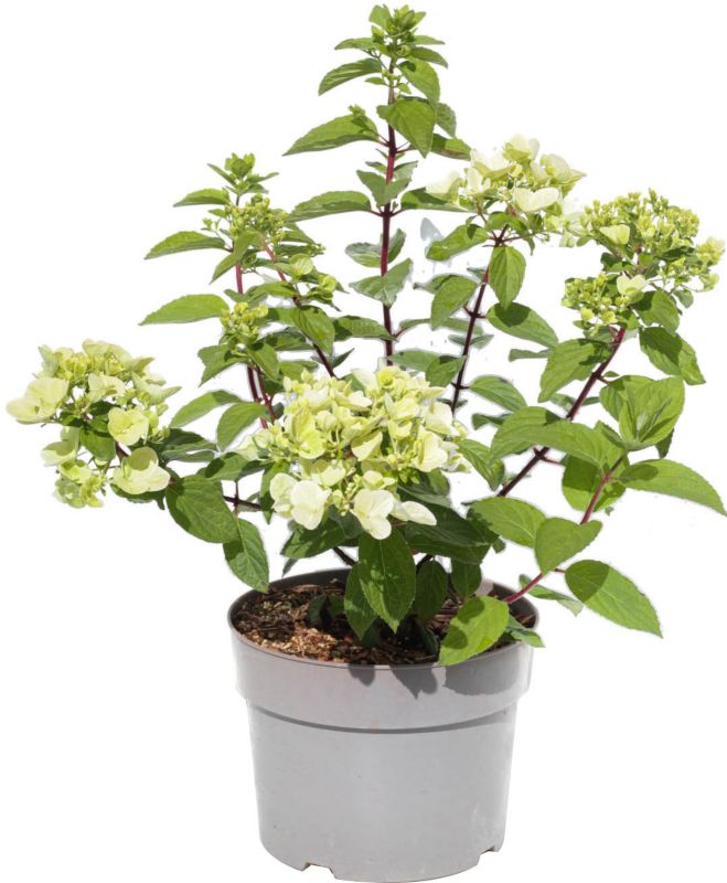 Bukethortensia Whitelight 5 l