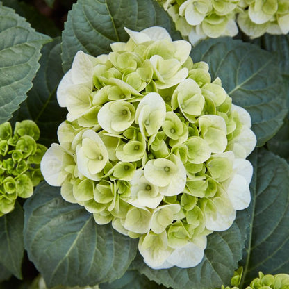 GoodHome hortensia hvid 5 l