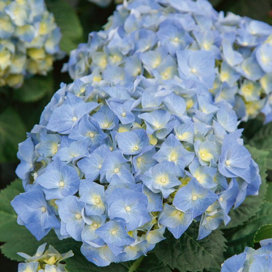 GoodHome blå hortensia 5 l