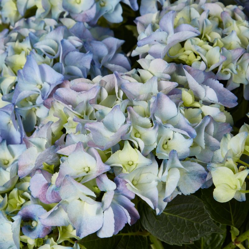 GoodHome blå hortensia 5 l