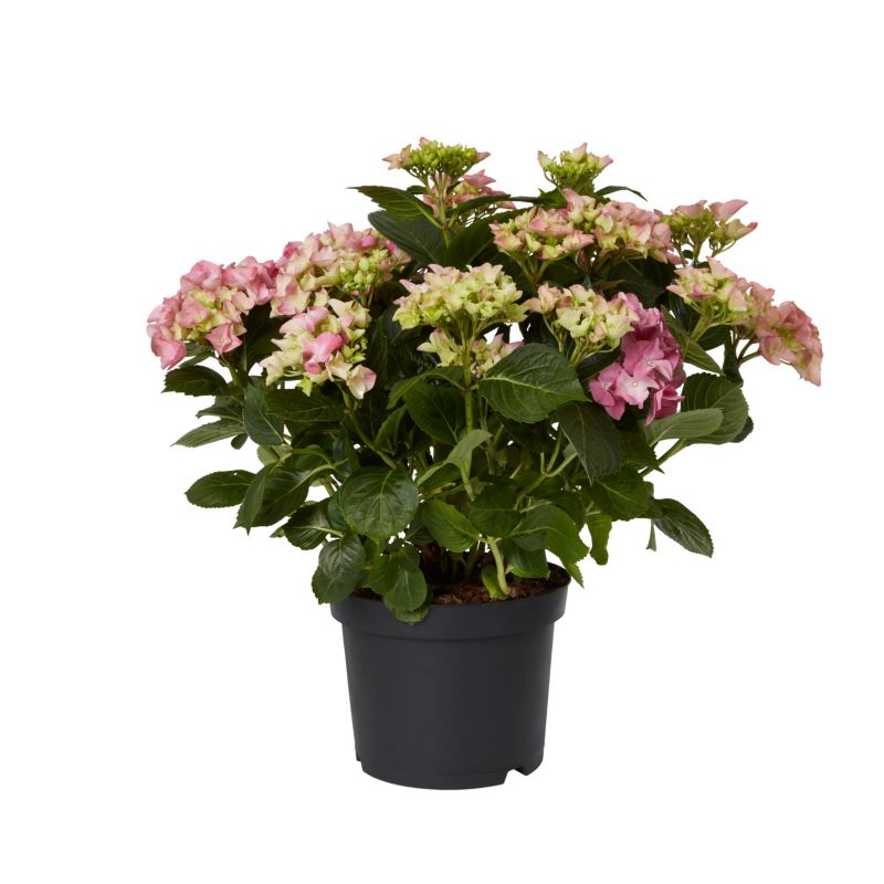 GoodHome hortensia pink 5 l