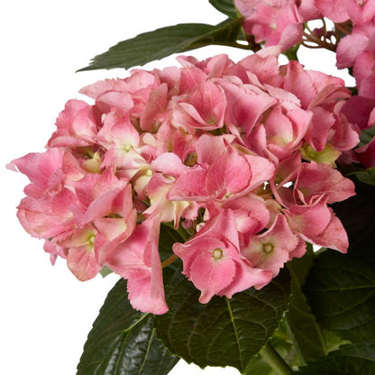 GoodHome hortensia pink 5 l