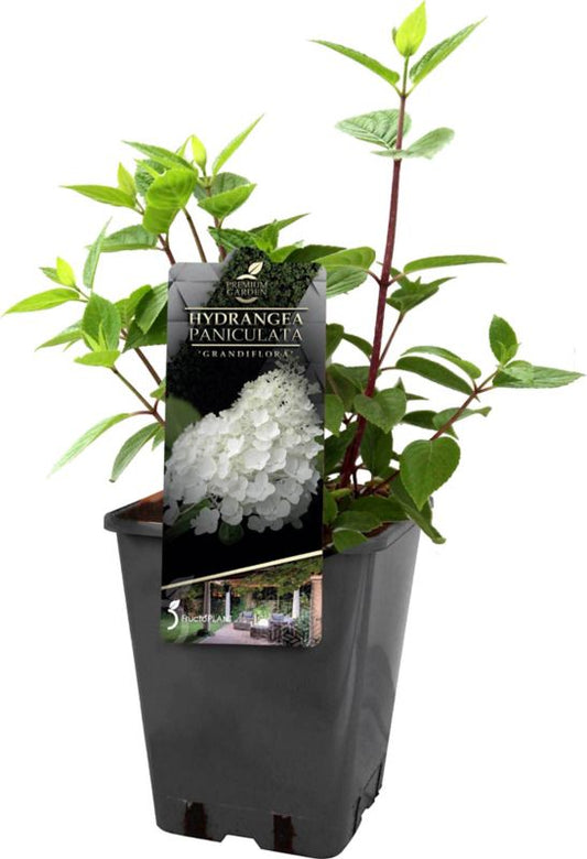 Hortensia Grandiflora C5