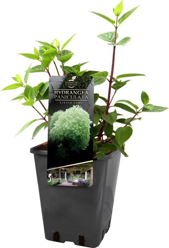 Hortensia Little Lime C5