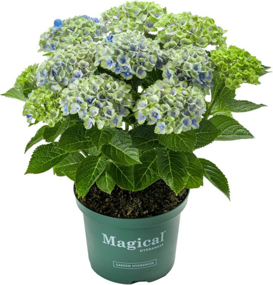 Hortensia Magical Amethyst Verve 5 l