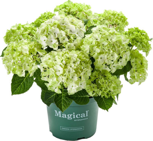 Hortensia Magical Glam Rock Verve 5 l
