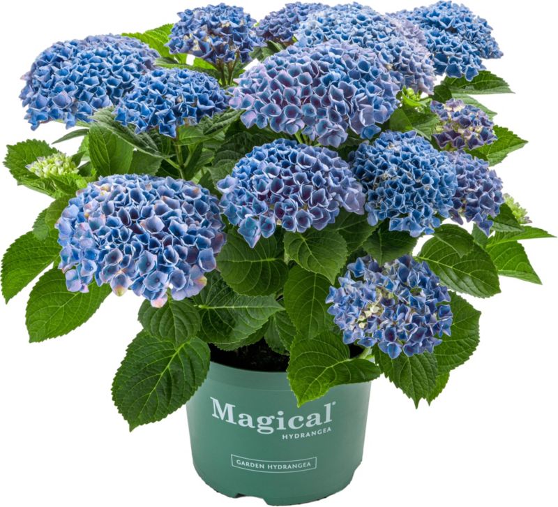 Hortensia Magical Revolution Verve 5 l