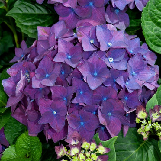 Blå hortensia Verve sommer 3 l
