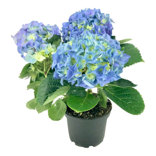 Blå hortensia Verve forår 3 l