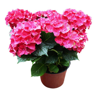 Pink hortensia Verve forår 3 l
