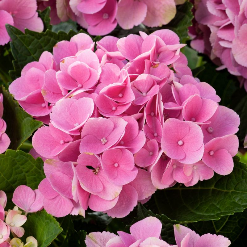 Pink hortensia Verve forår 3 l
