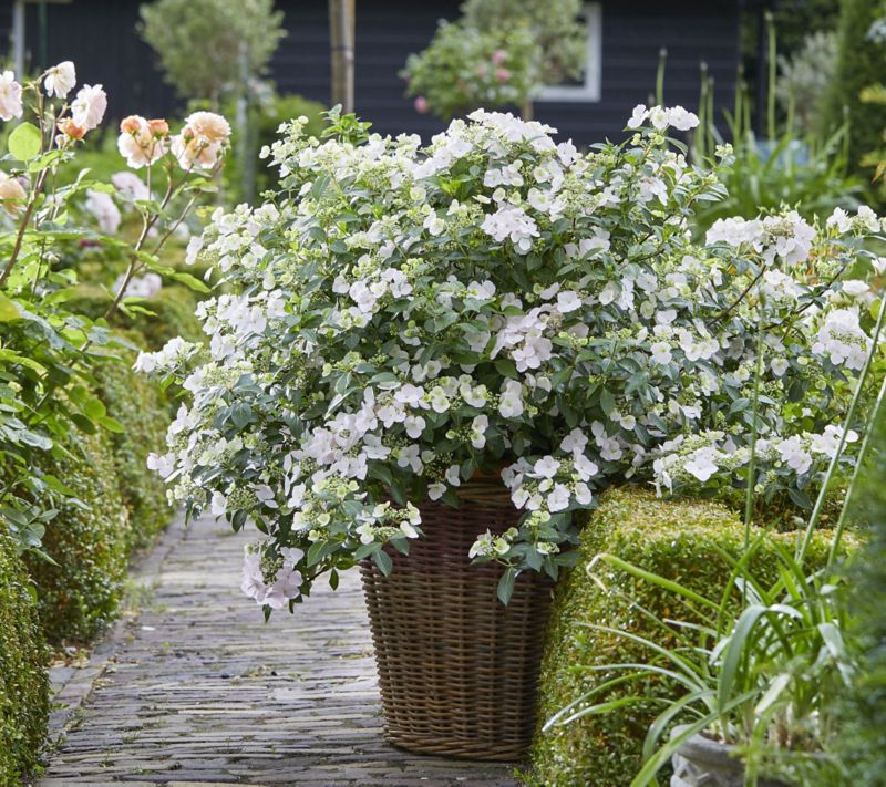 Hortensia Runaway Bride – alsidig og dekorativ surbundsplante
