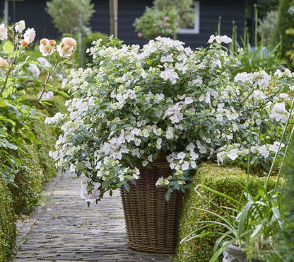 Hortensia Runaway Bride – alsidig og dekorativ surbundsplante