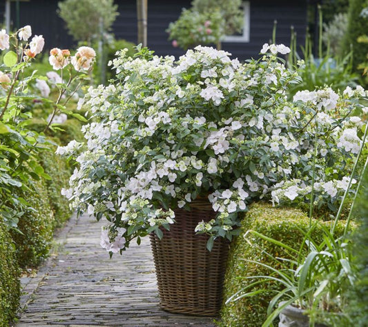 Hortensia Runaway Bride – alsidig og dekorativ surbundsplante