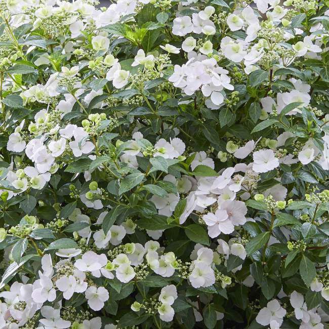 Hortensia Runaway Bride – alsidig og dekorativ surbundsplante
