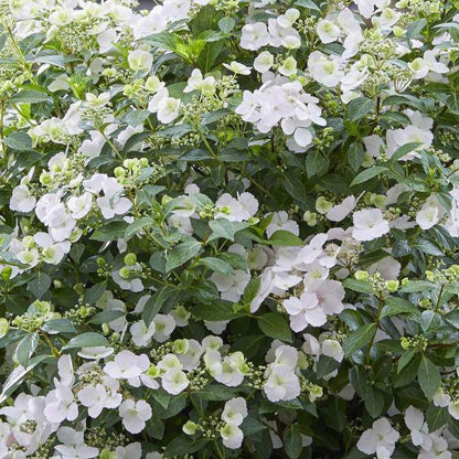 Hortensia Runaway Bride – alsidig og dekorativ surbundsplante