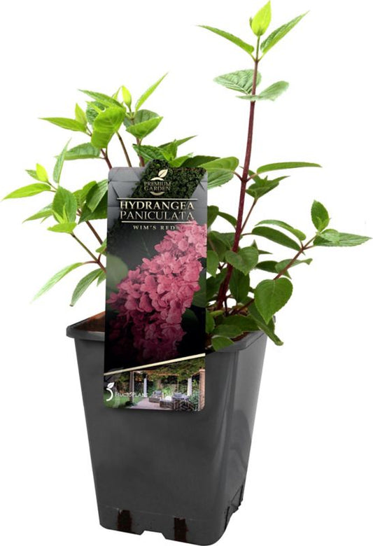 Hortensia Wims Red C5