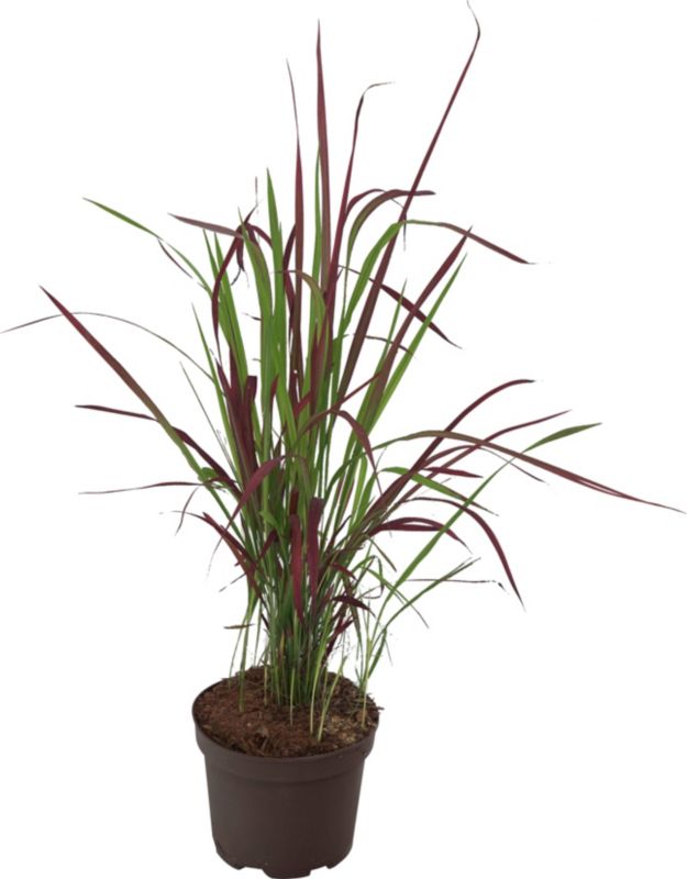 Imperata cylindrica Red Baron - 1 stk.