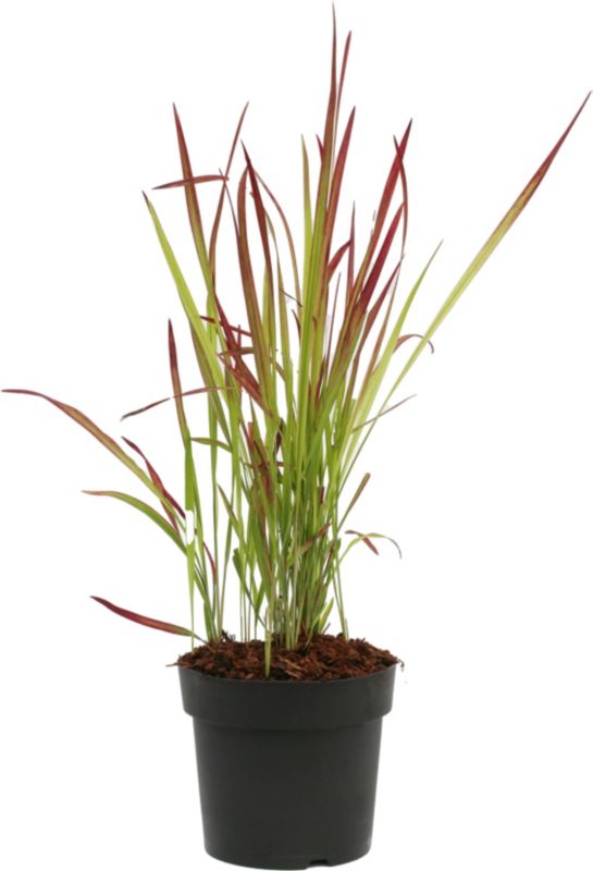 Imperata cylindryczna Red Baron Verve 2 l