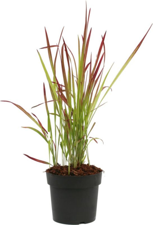 Imperata cylindryczna Red Baron Verve 2 l