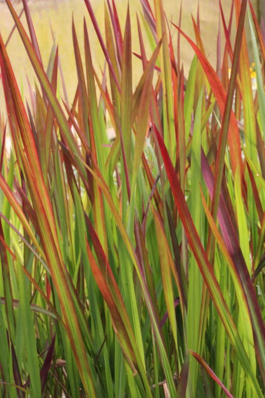 Imperata cylindryczna Red Baron Verve 2 l