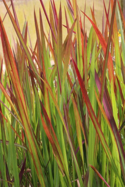 Imperata cylindryczna Red Baron Verve 2 l