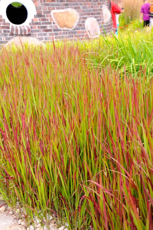Imperata cylindrisk Red Baron