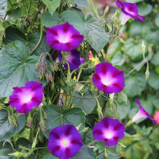 Ipomoea i 10 cm potte