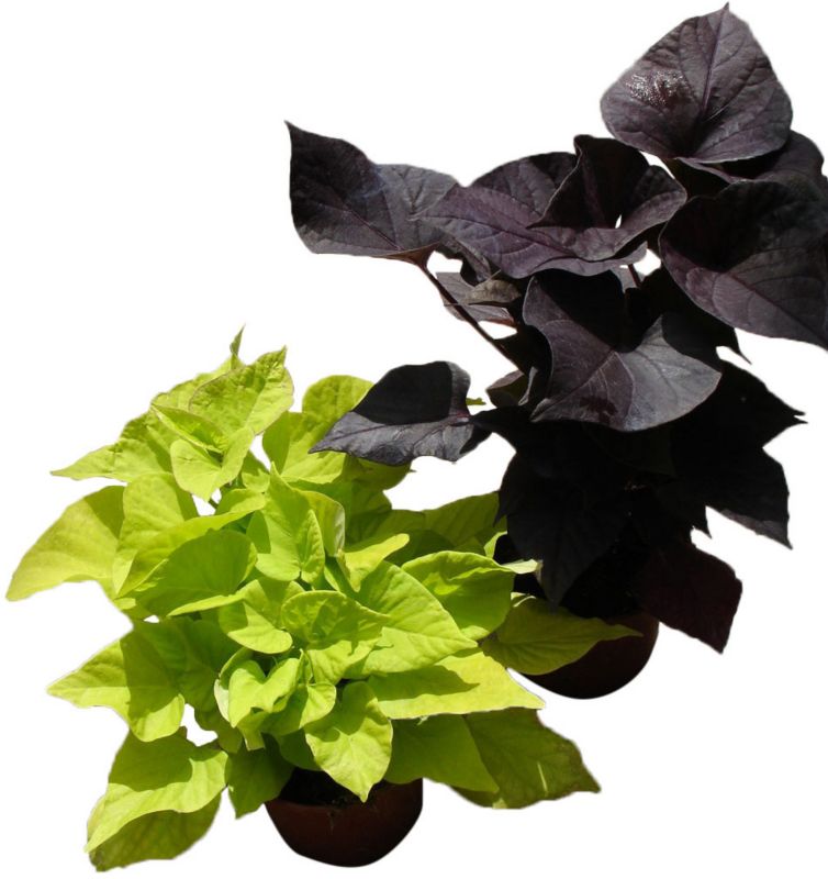Ipomoea i 10 cm potte