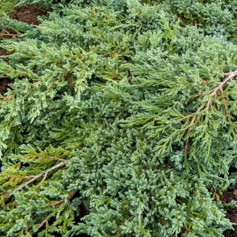 Juniper Blue Carpet Verve 2 l
