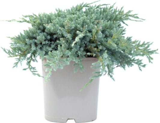 Juniper Blue Carpet Verve 2 l