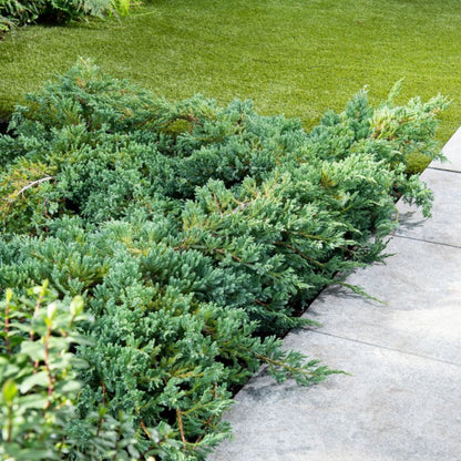 Juniper Blue Carpet Verve 2 l