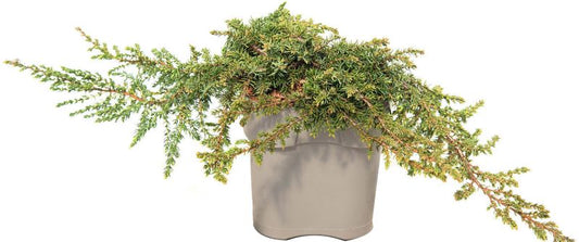Jałowiec Green Carpet Verve 2 l