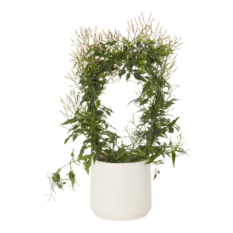 Jasmin i keramisk potte 12 cm