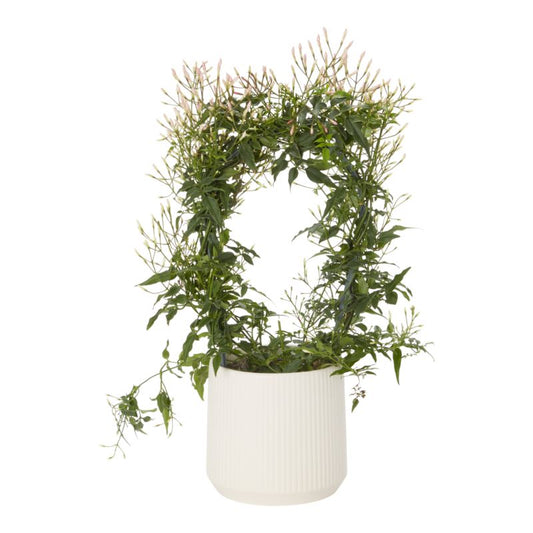 Jasmin i keramisk potte 12 cm