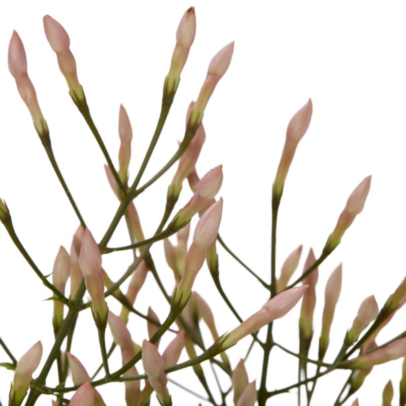Jasmin i keramisk potte 12 cm