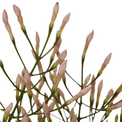 Jasmin i keramisk potte 12 cm