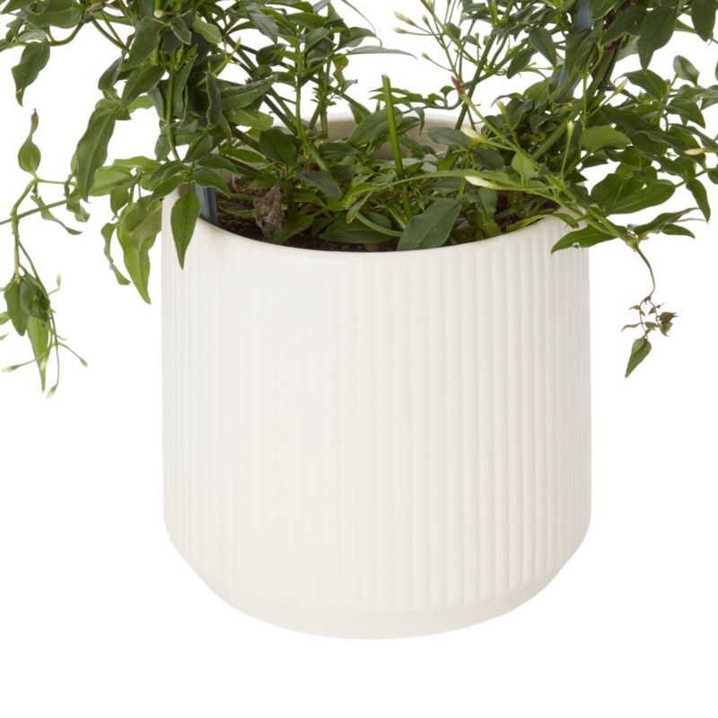 Jasmin i keramisk potte 12 cm