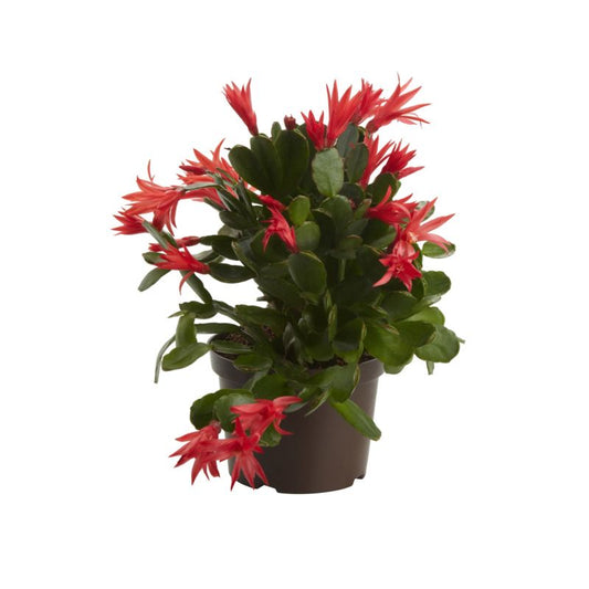 GoodHome kaktus 11,5 cm