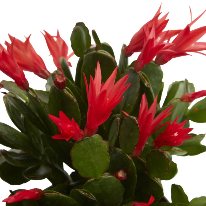 GoodHome kaktus 11,5 cm