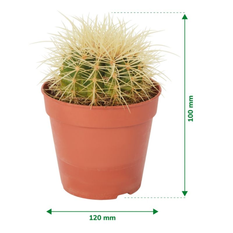 GoodHome kaktus 12 cm